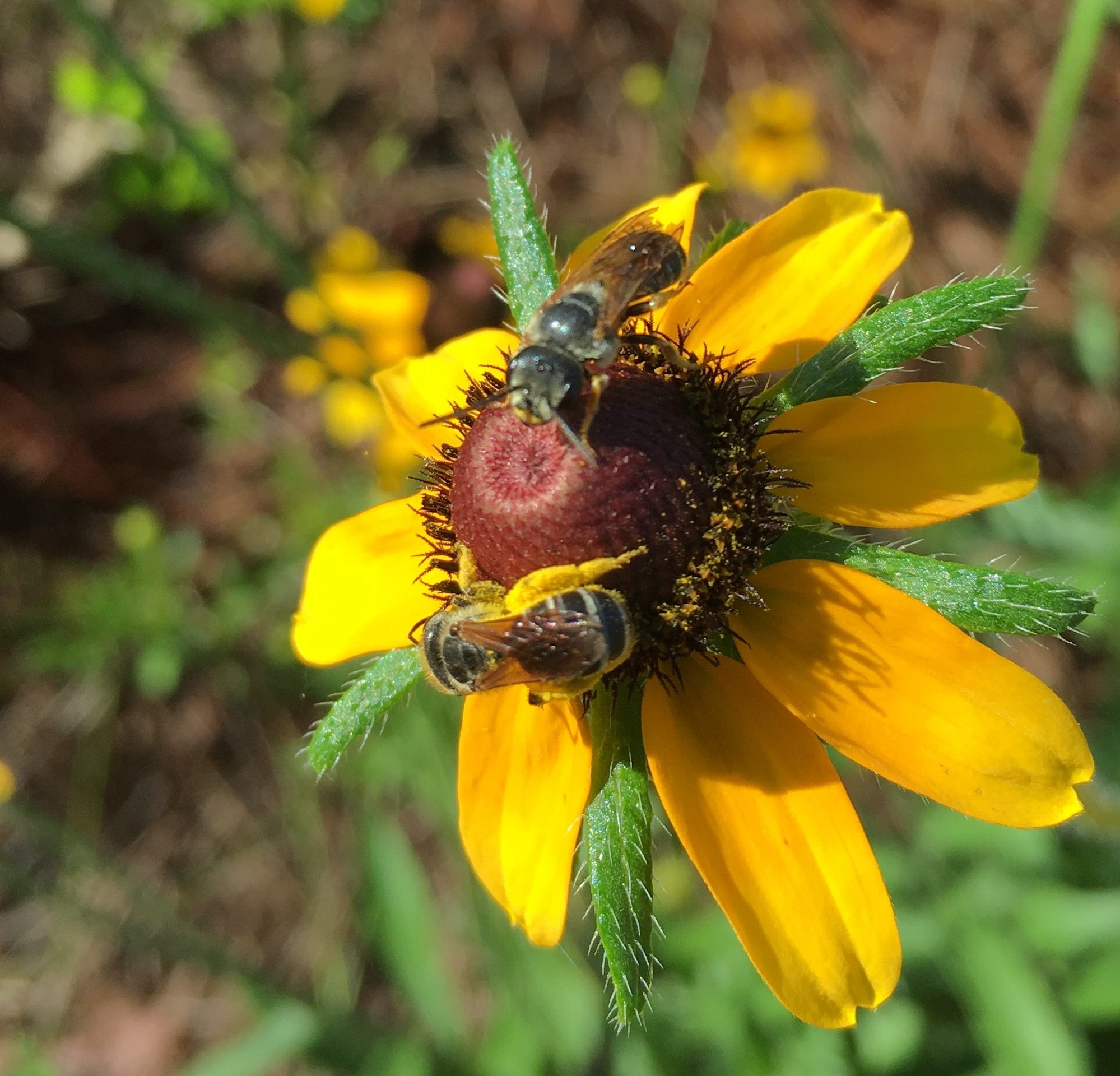 Pollinator on Florida native flower