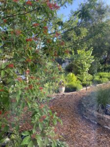 Central Florida Landscaping