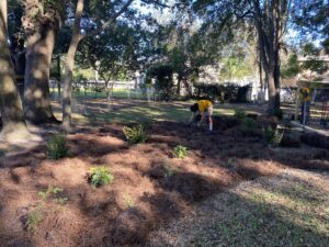 Eco-Friendly Gardens