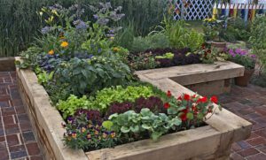 Homegrown vegetables in garden beds design
