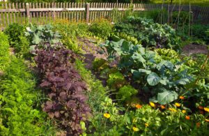 A mixture of pest repellant and edibles in a backyard setting