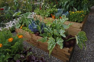 Homegrown organic vegetables in garden beds