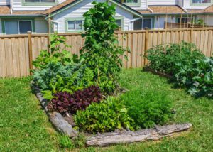 Backyard vegetable garden with fresh produce