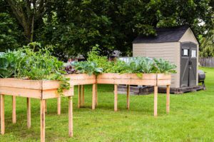 Homegrown organic vegetables in garden beds