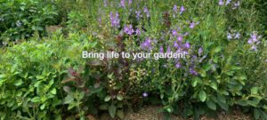 Bring life to your gardens with native plants.