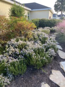 Florida Native Plant Maintenance Services