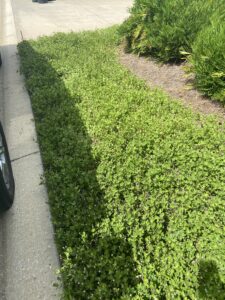 Sustainable Garden Maintenance Services