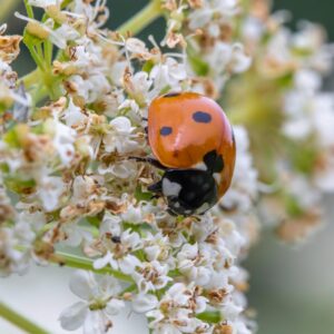 Beneficial insects: ladybug