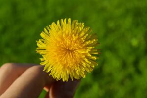 Dandelion (Taraxacum officinale) By Danielabsi